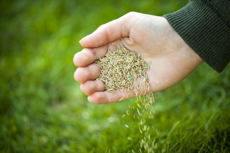 Grass seed being scattered over a green lawn