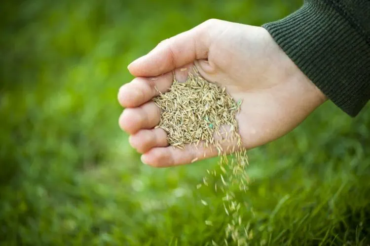 Hand scattering grass seed over a green lawn