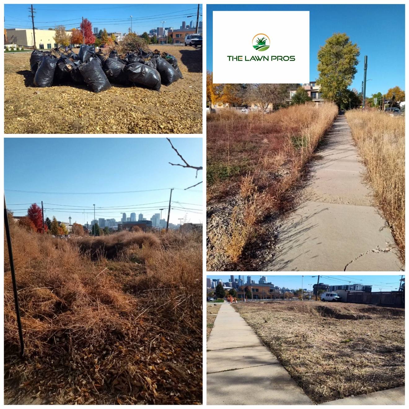 Collage showing overgrown vegetation, bagged debris, and the cleared yard after cleanup